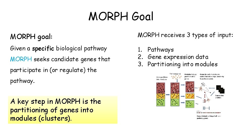 MORPH Goal MORPH goal: MORPH receives 3 types of input: Given a specific biological