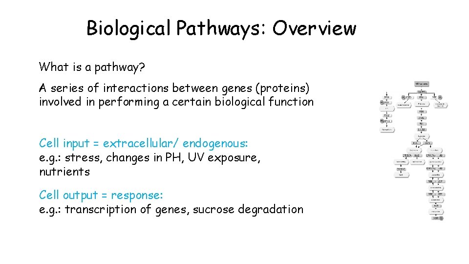 Biological Pathways: Overview What is a pathway? A series of interactions between genes (proteins)