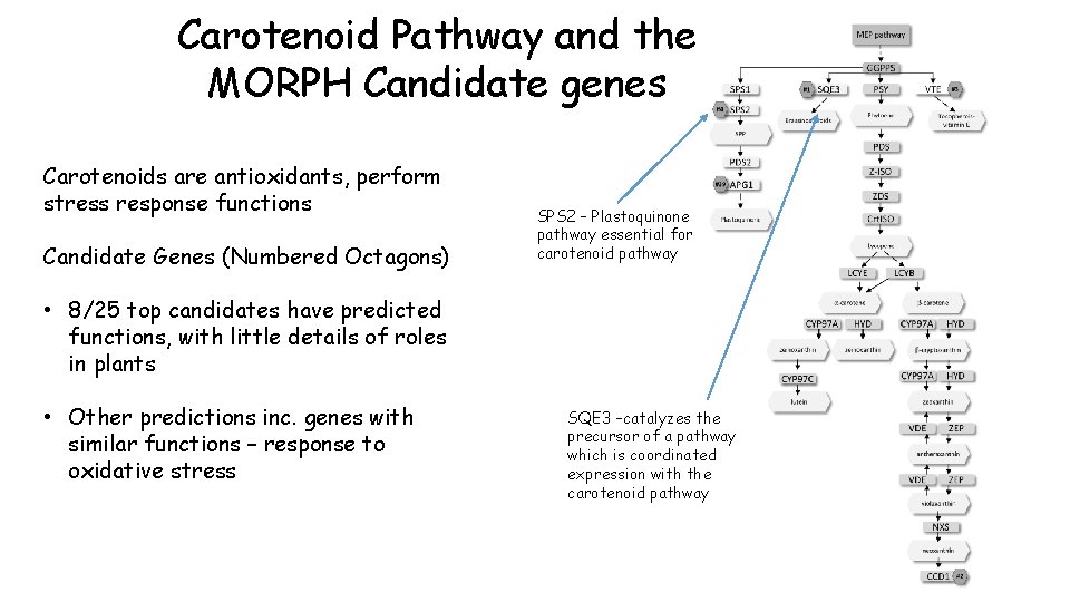 Carotenoid Pathway and the MORPH Candidate genes Carotenoids are antioxidants, perform stress response functions