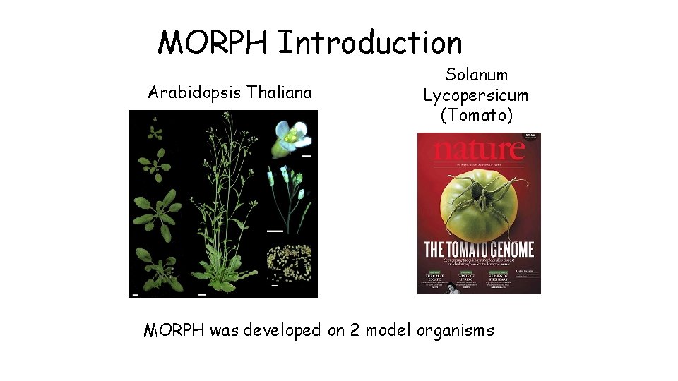 MORPH Introduction Arabidopsis Thaliana Solanum Lycopersicum (Tomato) MORPH was developed on 2 model organisms