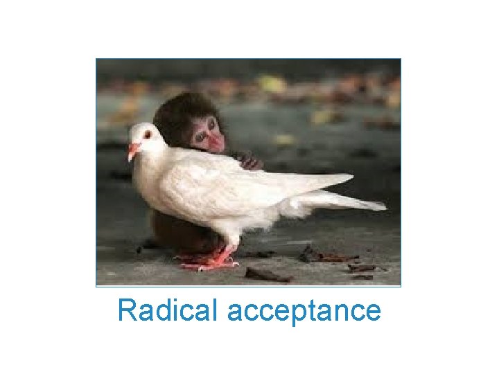 Radical acceptance Radical acceptance