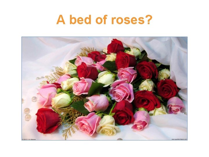 A bed of roses? A bed of roses?
