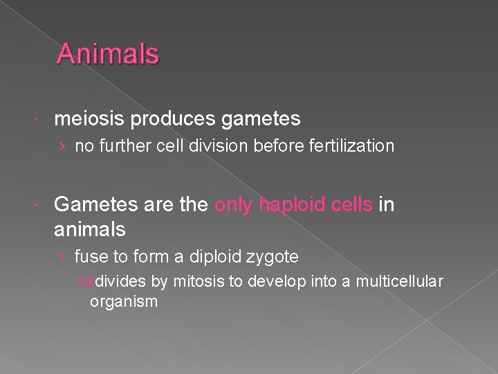 Animals meiosis produces gametes › no further cell division before fertilization Gametes are the