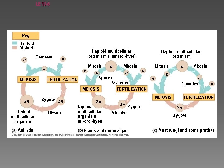 LE 13 -6 Key Haploid Diploid n Gametes n Mitosis n MEIOSIS Haploid multicellular