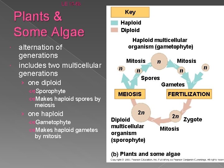 LE 13 -6 b Plants & Some Algae alternation of generations includes two multicellular