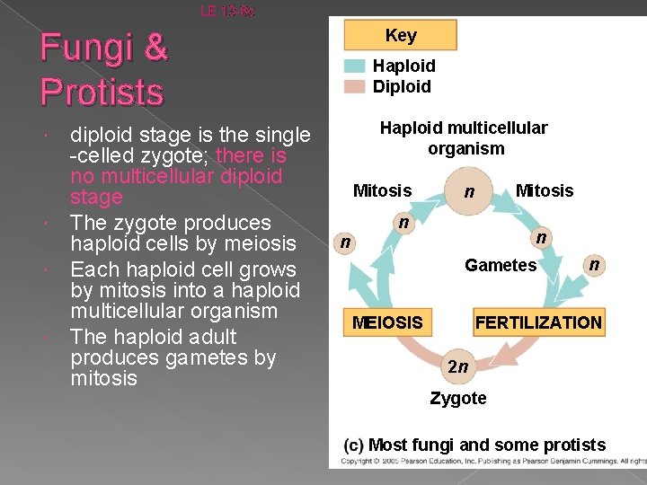 LE 13 -6 c Fungi & Protists diploid stage is the single -celled zygote;