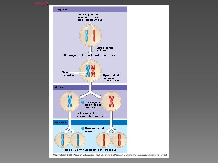 LE 13 -7 Interphase Homologous pair of chromosomes in diploid parent cell Chromosomes replicate