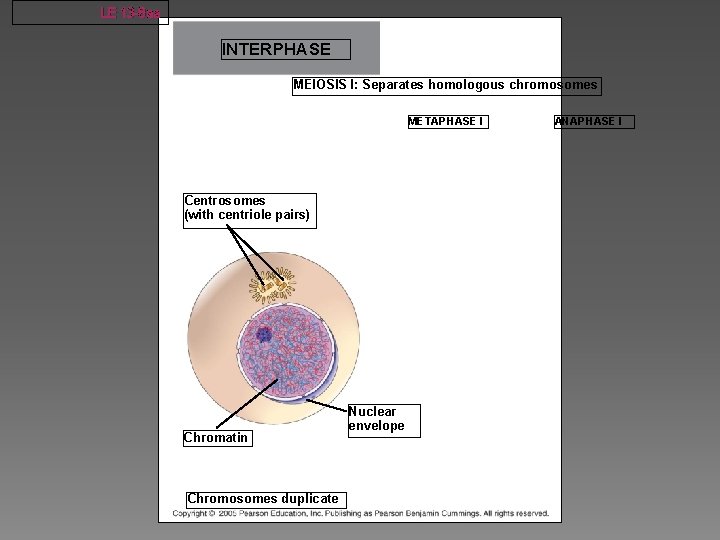 LE 13 -8 aa INTERPHASE MEIOSIS I: Separates homologous chromosomes METAPHASE I Centrosomes (with