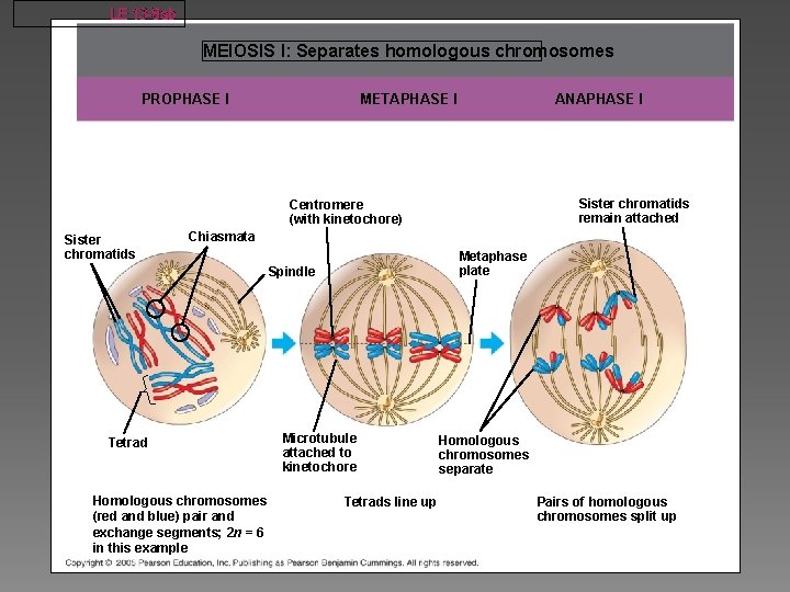 LE 13 -8 ab MEIOSIS I: Separates homologous chromosomes METAPHASE I PROPHASE I ANAPHASE