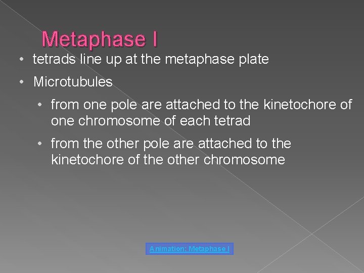 Metaphase I • tetrads line up at the metaphase plate • Microtubules • from