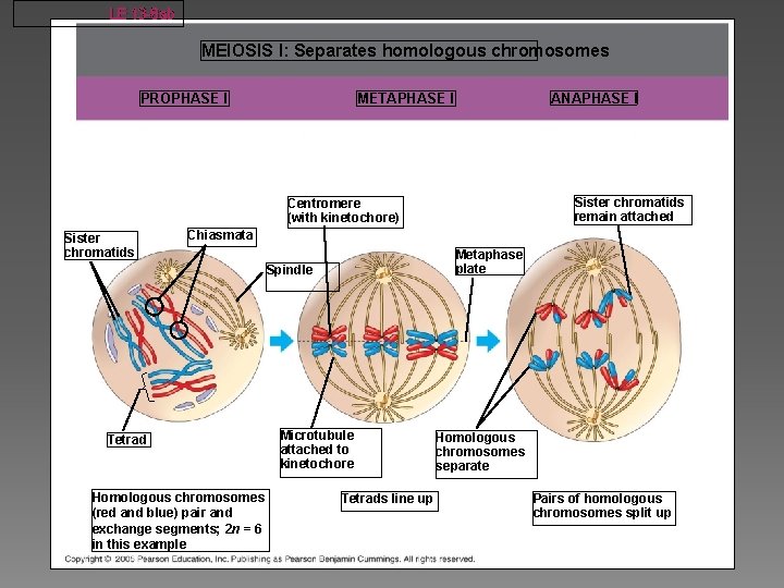LE 13 -8 ab MEIOSIS I: Separates homologous chromosomes METAPHASE I PROPHASE I ANAPHASE