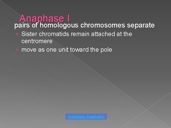  Anaphase I pairs of homologous chromosomes separate › Sister chromatids remain attached at