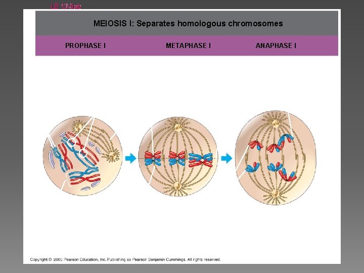 LE 13 -8 ab MEIOSIS I: Separates homologous chromosomes METAPHASE I PROPHASE I ANAPHASE
