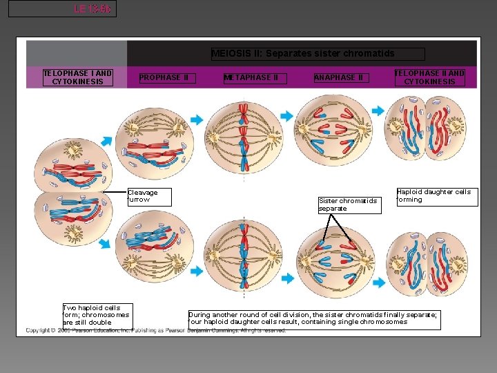 LE 13 -8 b MEIOSIS II: Separates sister chromatids TELOPHASE I AND CYTOKINESIS PROPHASE