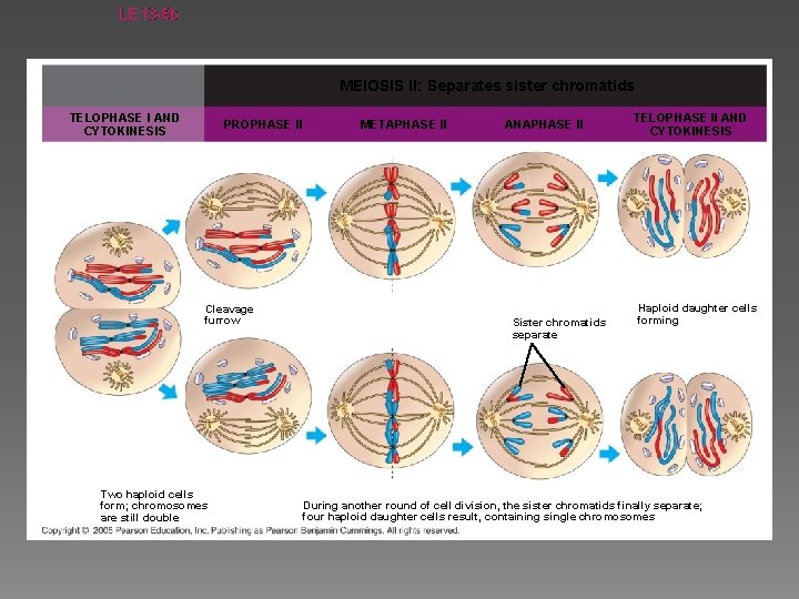 LE 13 -8 b MEIOSIS II: Separates sister chromatids TELOPHASE I AND CYTOKINESIS PROPHASE