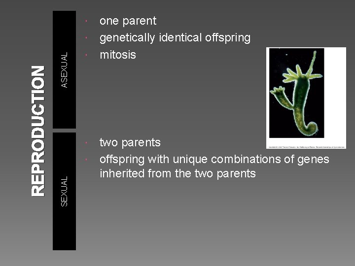 one parent genetically identical offspring mitosis two parents offspring with unique combinations of genes