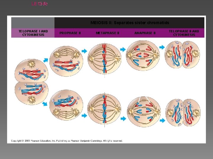 LE 13 -8 b MEIOSIS II: Separates sister chromatids TELOPHASE I AND CYTOKINESIS PROPHASE