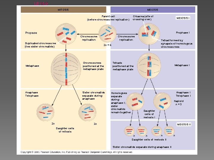 LE 13 -9 MITOSIS MEIOSIS Parent cell (before chromosome replication) Chiasma (site of crossing