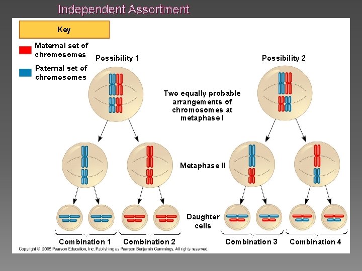 Independent Assortment Key Maternal set of chromosomes Possibility 2 Possibility 1 Paternal set of