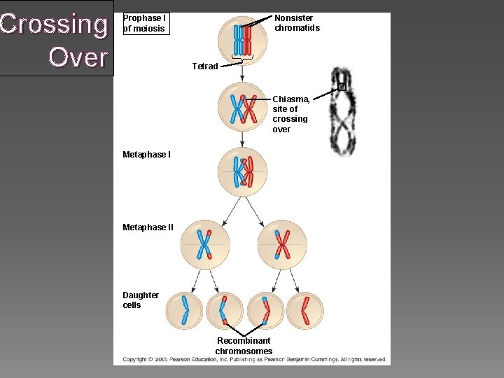 Crossing Over Nonsister chromatids Prophase I of meiosis Tetrad Chiasma, site of crossing over