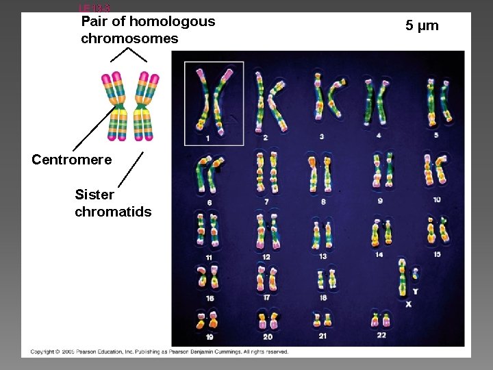 LE 13 -3 Pair of homologous chromosomes Centromere Sister chromatids 5 µm 