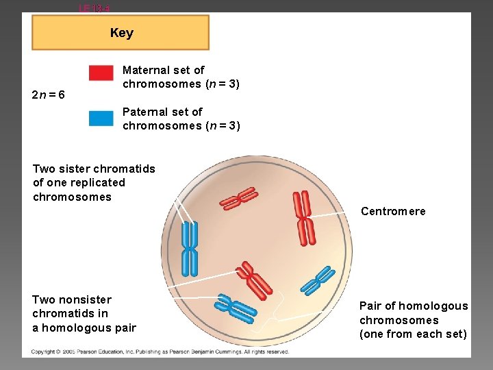 LE 13 -4 Key 2 n = 6 Maternal set of chromosomes (n =