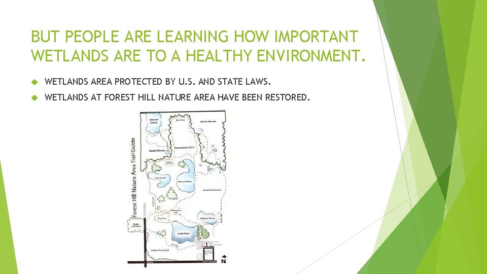 BUT PEOPLE ARE LEARNING HOW IMPORTANT WETLANDS ARE TO A HEALTHY ENVIRONMENT. WETLANDS AREA