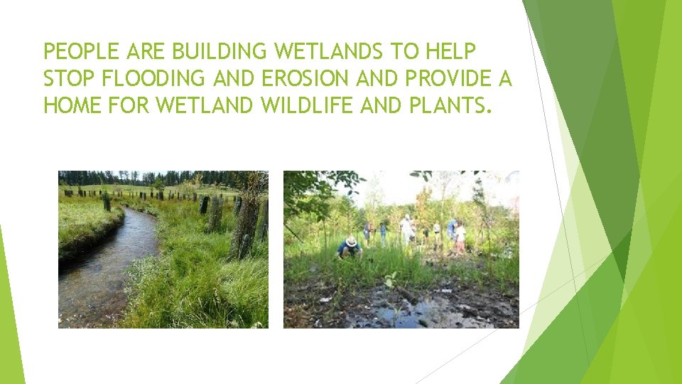 PEOPLE ARE BUILDING WETLANDS TO HELP STOP FLOODING AND EROSION AND PROVIDE A HOME