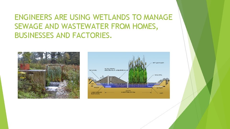 ENGINEERS ARE USING WETLANDS TO MANAGE SEWAGE AND WASTEWATER FROM HOMES, BUSINESSES AND FACTORIES.
