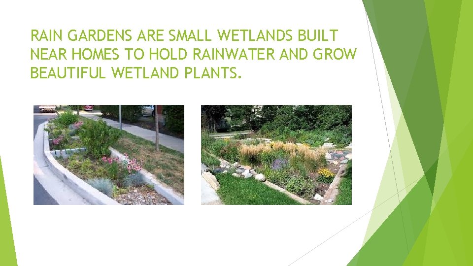 RAIN GARDENS ARE SMALL WETLANDS BUILT NEAR HOMES TO HOLD RAINWATER AND GROW BEAUTIFUL