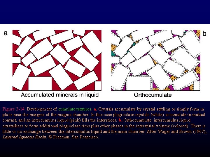 Figure 3 -14. Development of cumulate textures. a. Crystals accumulate by crystal settling or