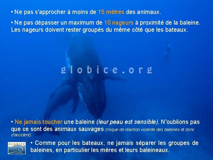  • Ne pas s'approcher à moins de 15 mètres des animaux. • Ne