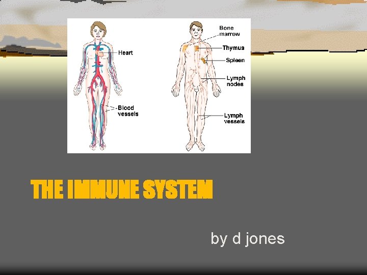 THE IMMUNE SYSTEM by d jones 