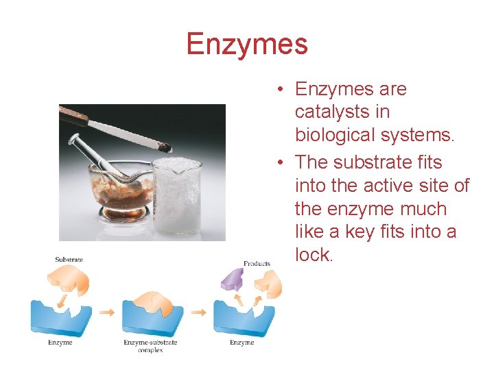 Enzymes • Enzymes are catalysts in biological systems. • The substrate fits into the