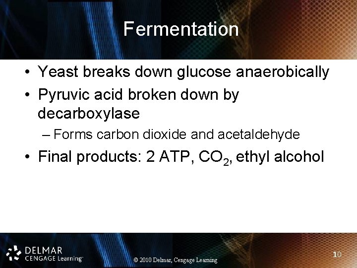 Fermentation • Yeast breaks down glucose anaerobically • Pyruvic acid broken down by decarboxylase