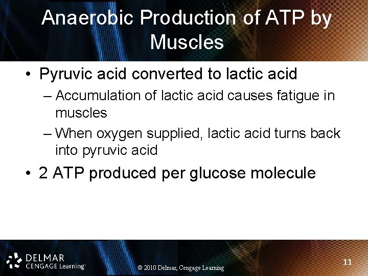 Anaerobic Production of ATP by Muscles • Pyruvic acid converted to lactic acid –