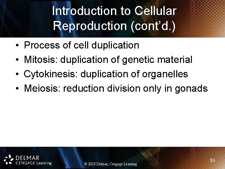 Introduction to Cellular Reproduction (cont’d. ) • • Process of cell duplication Mitosis: duplication