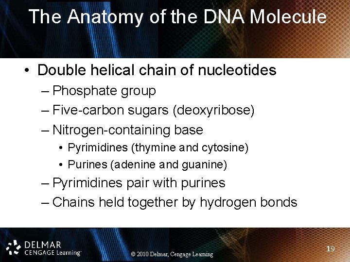 The Anatomy of the DNA Molecule • Double helical chain of nucleotides – Phosphate