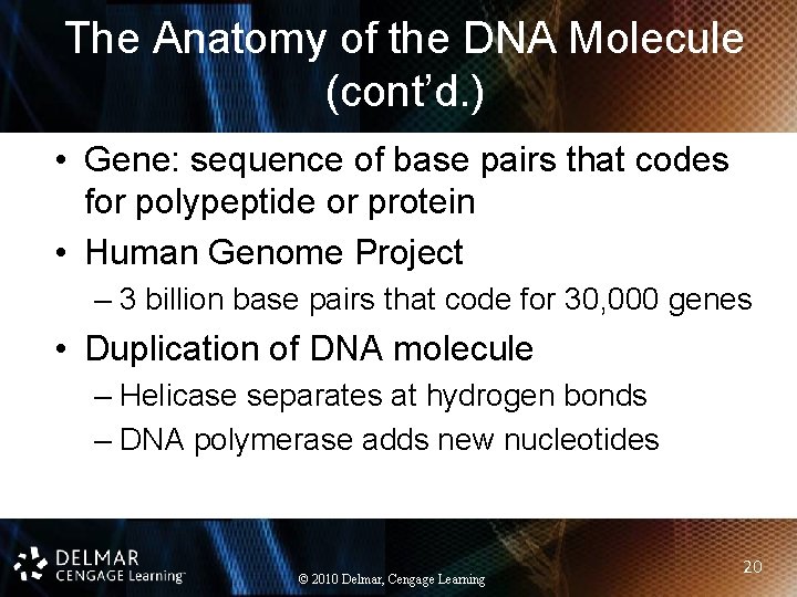 The Anatomy of the DNA Molecule (cont’d. ) • Gene: sequence of base pairs