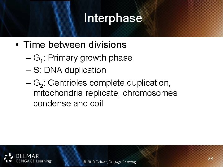 Interphase • Time between divisions – G 1: Primary growth phase – S: DNA