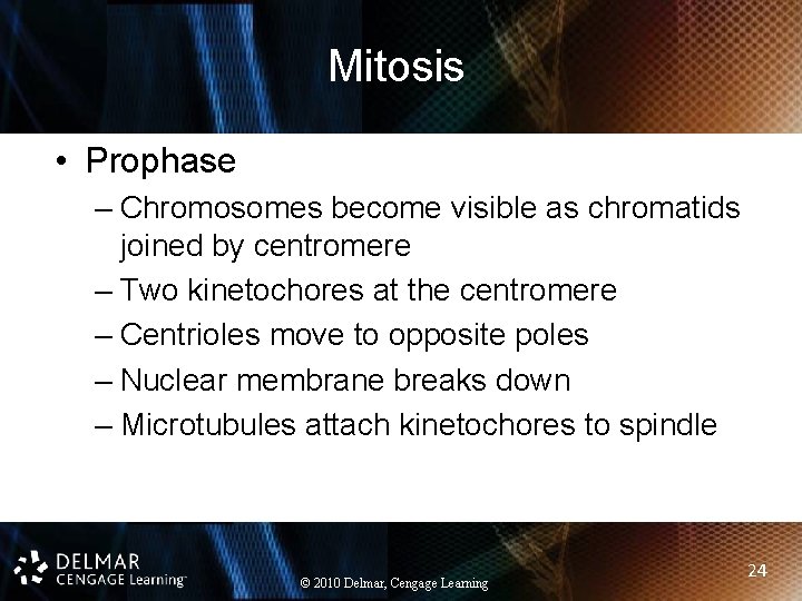 Mitosis • Prophase – Chromosomes become visible as chromatids joined by centromere – Two