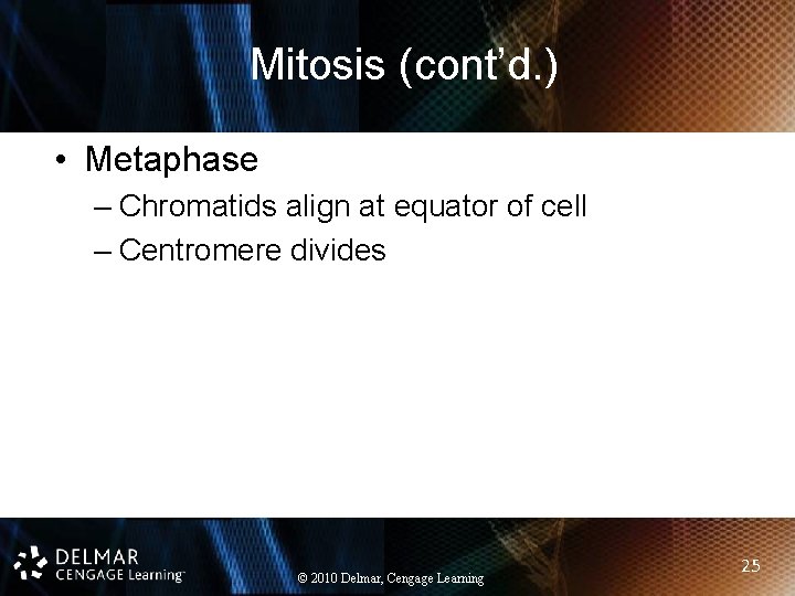 Mitosis (cont’d. ) • Metaphase – Chromatids align at equator of cell – Centromere