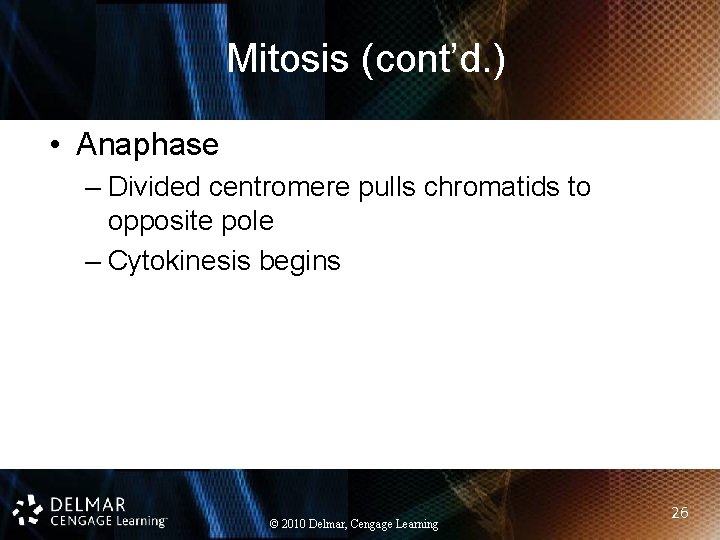 Mitosis (cont’d. ) • Anaphase – Divided centromere pulls chromatids to opposite pole –