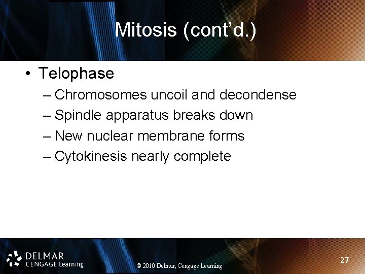 Mitosis (cont’d. ) • Telophase – Chromosomes uncoil and decondense – Spindle apparatus breaks