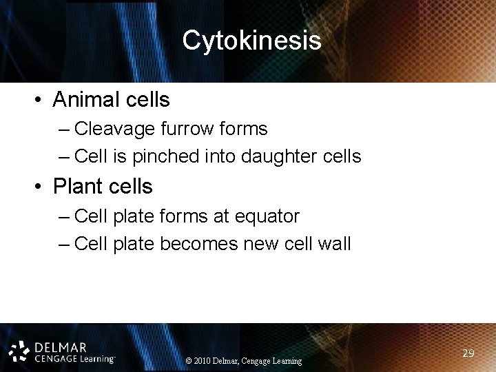 Cytokinesis • Animal cells – Cleavage furrow forms – Cell is pinched into daughter