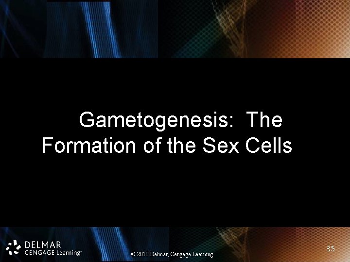 Gametogenesis: The Formation of the Sex Cells © 2010 Delmar, Cengage Learning 35 