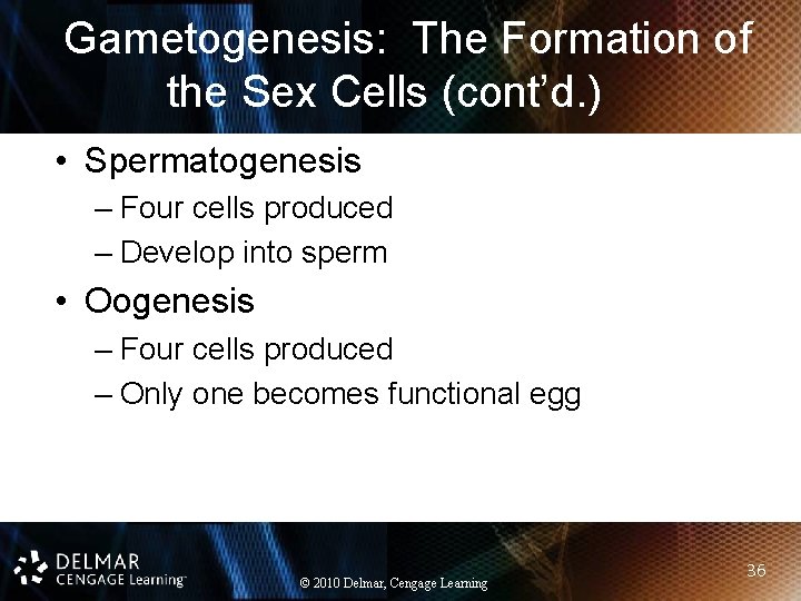 Gametogenesis: The Formation of the Sex Cells (cont’d. ) • Spermatogenesis – Four cells