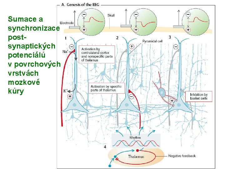 Sumace a synchronizace postsynaptických potenciálů v povrchových vrstvách mozkové kůry 