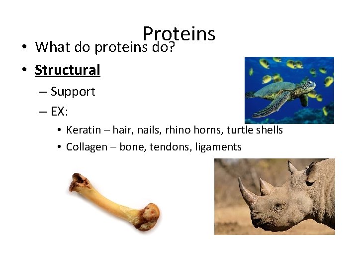 Proteins • What do proteins do? • Structural – Support – EX: • Keratin