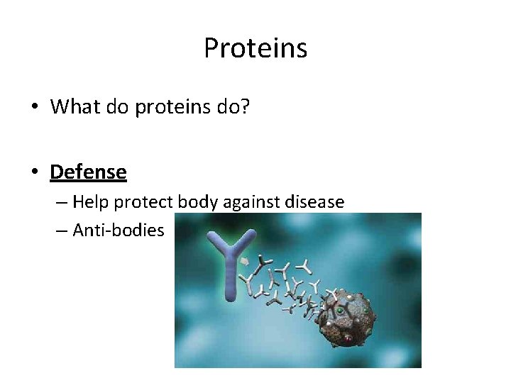Proteins • What do proteins do? • Defense – Help protect body against disease
